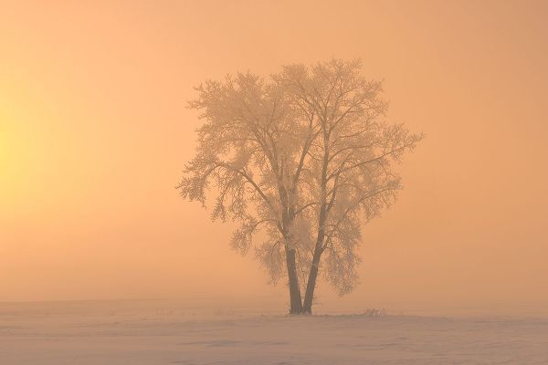 Canada-Manitoba-Dugald Hoarfrost covered cottonwood tree in fog at sunrise